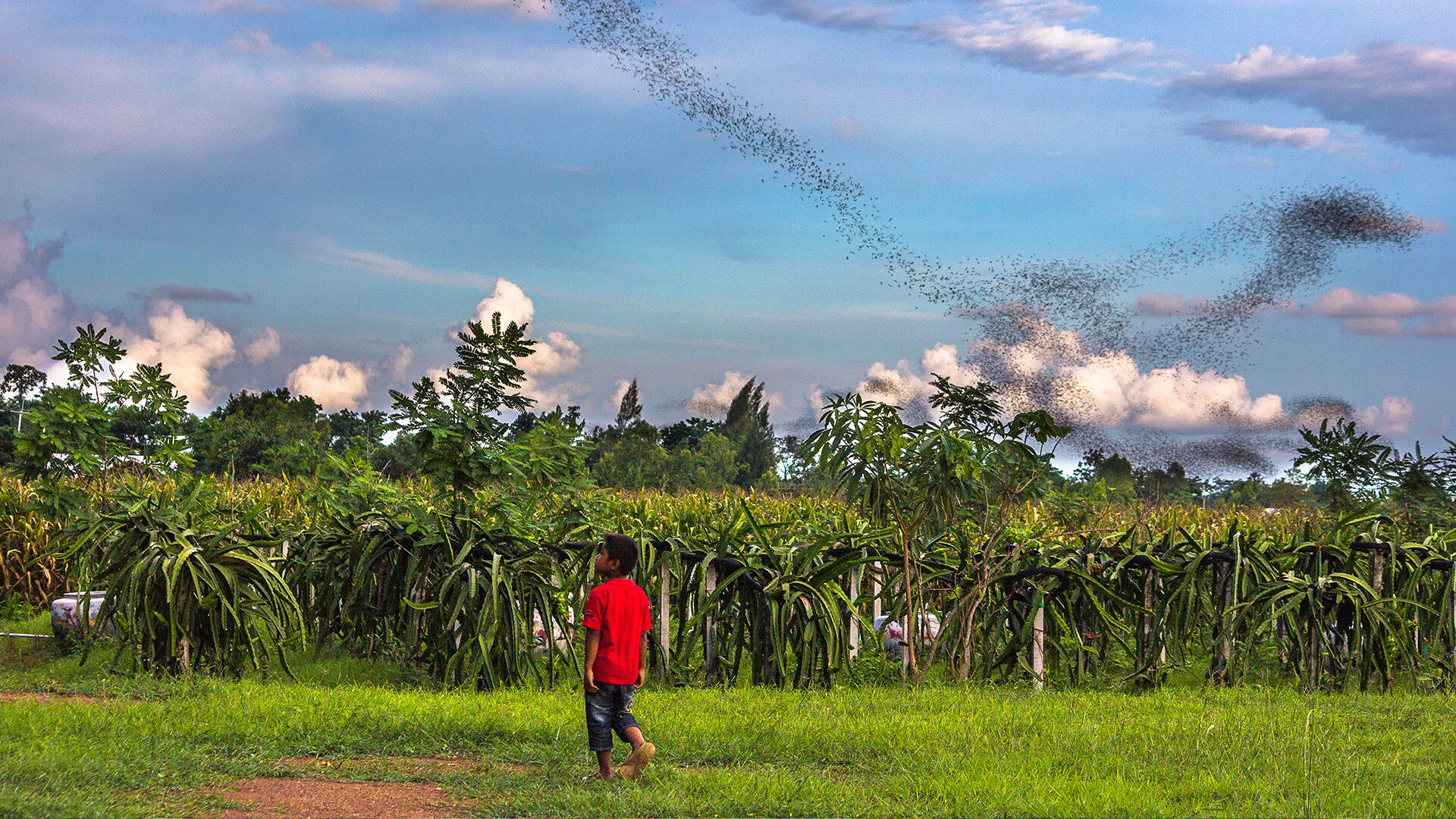 Child walking in nature