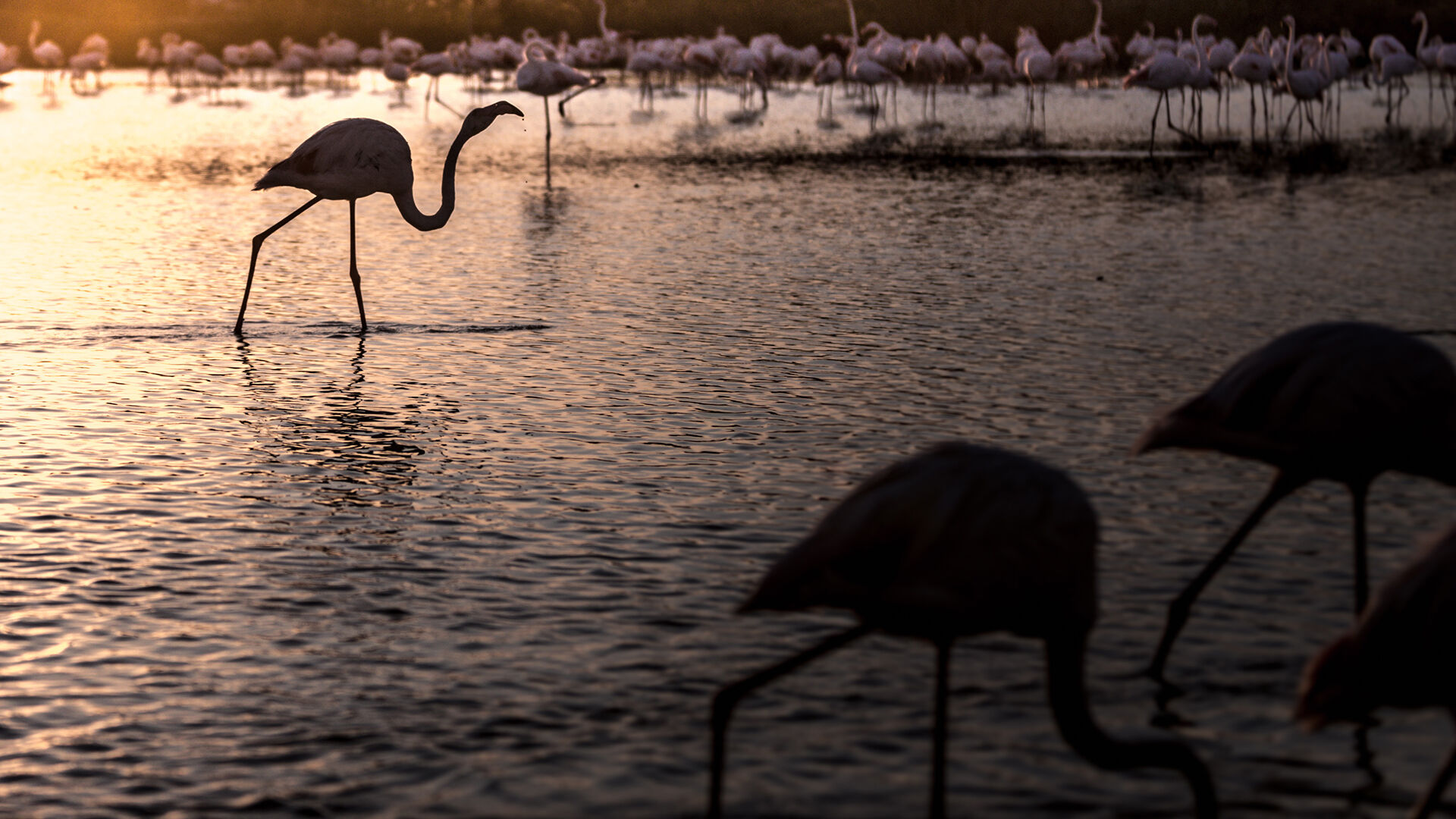 How ‘nature positive’ can guide the world’s response to the biodiversity crisis