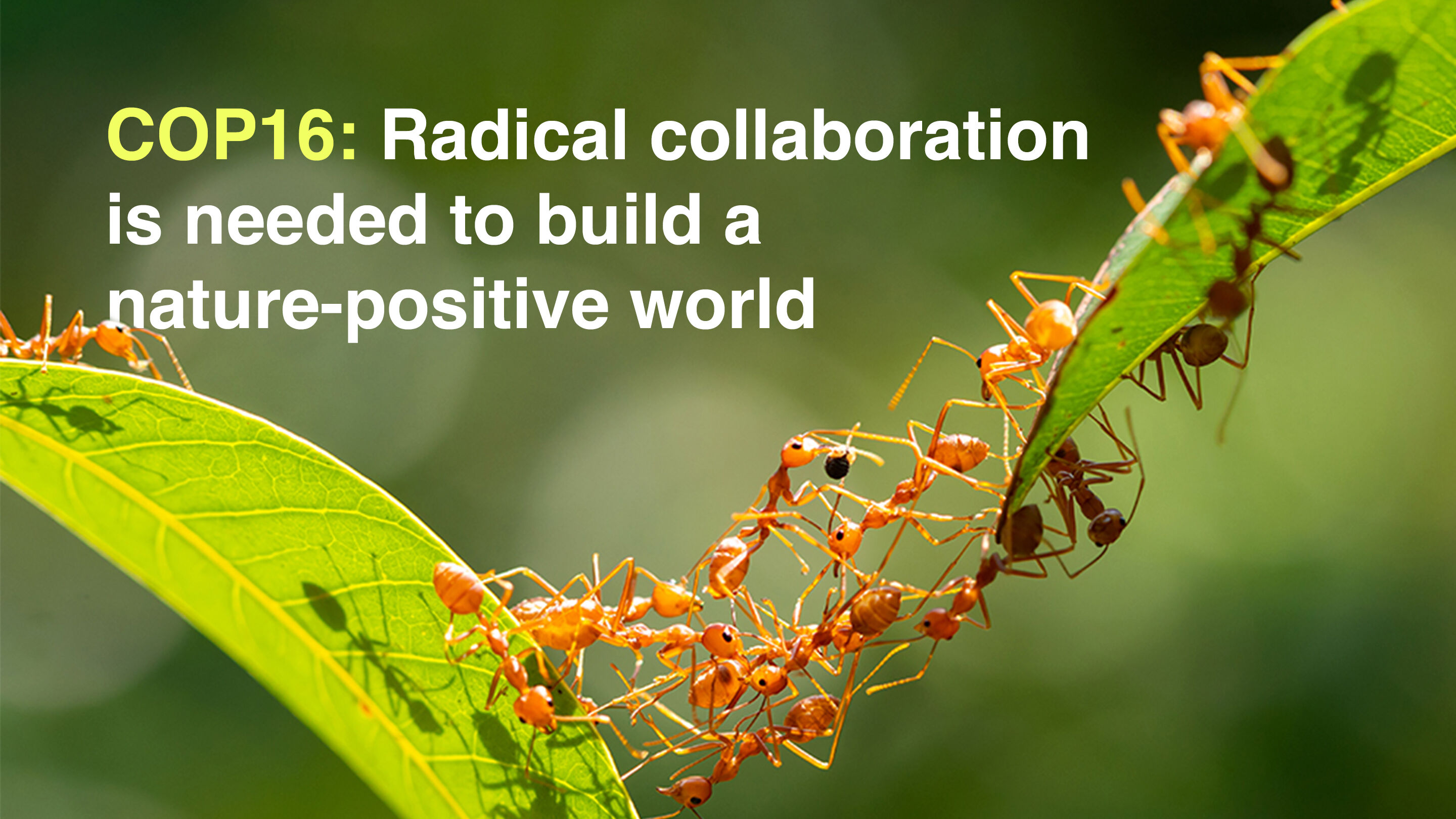 Radical collaboration is needed to build a nature-positive world