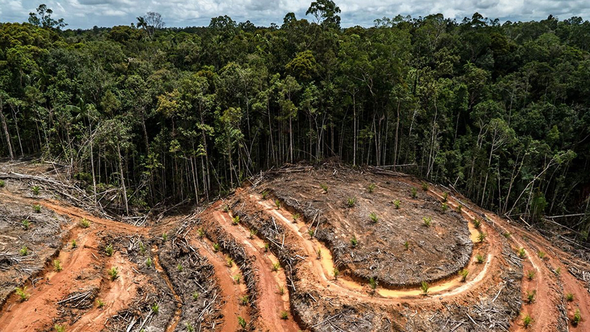 The destruction of natural ecosystems in the world, in this case deforestation, contributes greatly to the emergence of new diseases.